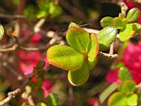 Azalee - Azalea Hinomayo (fam. Ericacees) (6) (Photo F. Mrugala)